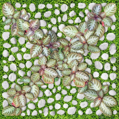 Gạch Sân Vườn Porcelain 400x400 Đồng Tâm 4040GREENERY004
